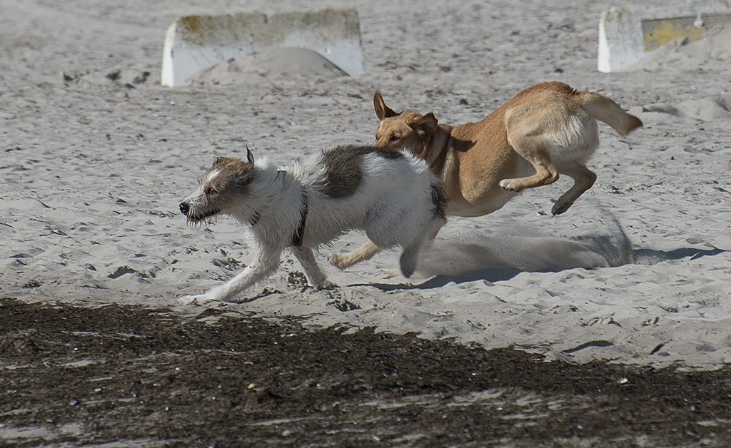 Schleswig Holstein Ostsee 09_2015 KA7_5369 als Smartobjekt-1 Kopie.jpg - Ein Spielkamerad gesellt sich dazu